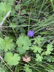 Geranium pyrenaicum