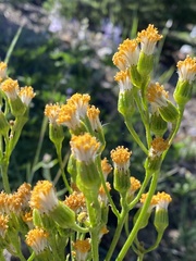 Senecio aronicoides