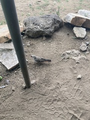 Histurgops ruficauda