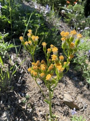 Senecio aronicoides