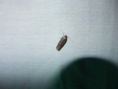 Filatima abactella