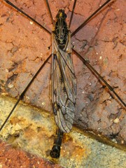 Tipula metacomet