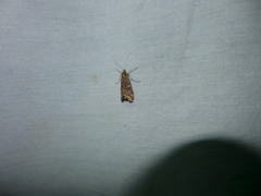 Loxostege munroealis