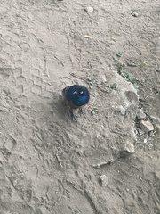 Lamprotornis superbus