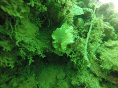 Doriprismatica atromarginata