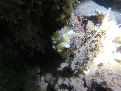 Doriprismatica atromarginata