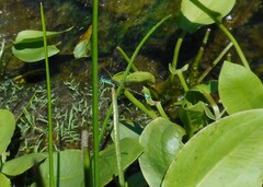 Ischnura perparva