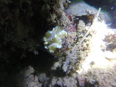 Doriprismatica atromarginata