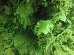 Doriprismatica atromarginata