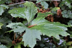Petasites frigidus palmatus