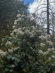 Clematis ligusticifolia
