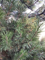 Arceuthobium americanum