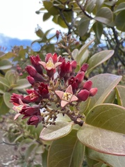 Santalum haleakalae