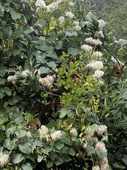 Clematis ligusticifolia