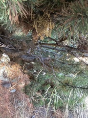 Arceuthobium americanum