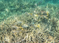 Lutjanus carponotatus