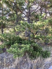 Arceuthobium americanum