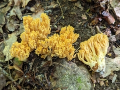 Ramaria flava
