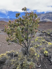Santalum haleakalae