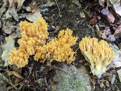 Ramaria flava