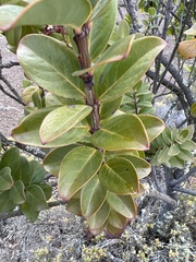 Santalum haleakalae