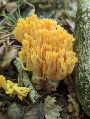 Ramaria flava