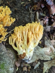 Ramaria flava