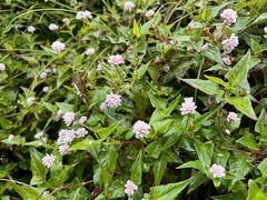Persicaria runcinata
