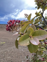 Santalum haleakalae