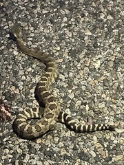 Crotalus oreganus oreganus