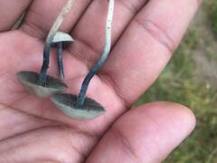 Panaeolus cyanescens