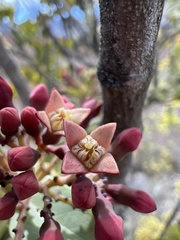 Santalum haleakalae