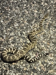 Crotalus oreganus oreganus