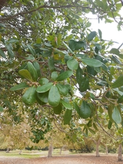 Quercus wislizeni