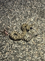 Crotalus oreganus oreganus