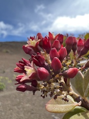 Santalum haleakalae