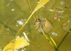 Lymnaea stagnalis