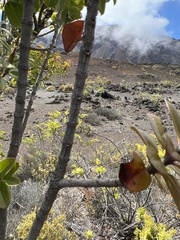 Santalum haleakalae
