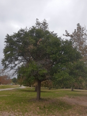 Quercus wislizeni
