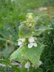 Lamium moschatum