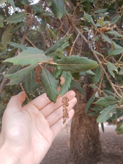 Quercus agrifolia