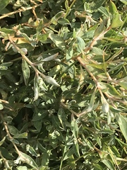 Atriplex