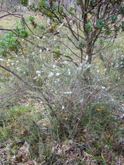 Hypocalymma angustifolium