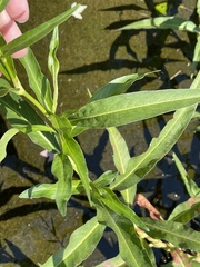 Persicaria glabra