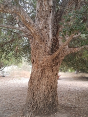 Quercus agrifolia