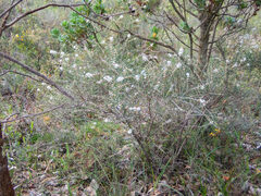 Hypocalymma angustifolium