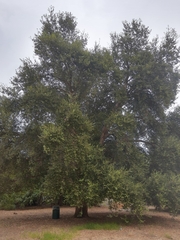 Quercus agrifolia