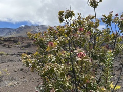 Santalum haleakalae
