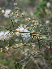 Hypocalymma angustifolium