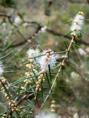 Hypocalymma angustifolium